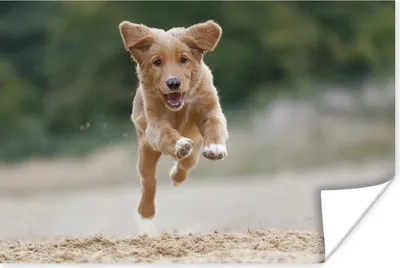 Produktbild von MuchoWow® Poster Laufender Hund Foto 30x20 cm - Plakate - Print