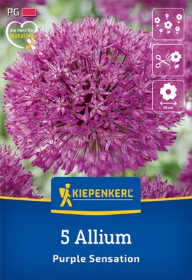 Produktbild von Kiepenkerl Zierlauch Purple Sensation Allium aflatunense 5 Zwiebeln