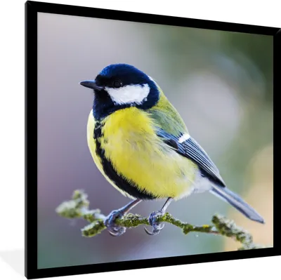 Produktbild von MuchoWow® Gerahmtes Poster Kohlmeise - Vogel - Zweig 40x40 cm - Poster mit Schwarzem Bilderrahmen Wandposter Rahmen Foto Bilder - Mit Rahmen - Wanddekoration Schlafzimmer