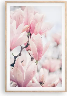 Produktbild von Gerahmtes Poster - Rahmen in heller Eiche - Magnolie Blumen Rosa - 61x91,5 cm - Wand Bild - Wanddeko - Wandbilder - Kunstposter - Wandposter - Bilderrahmen - Bilder - Kunstdruck - P2NPA61x91-4396
