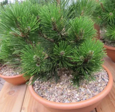 Produktbild von Pinus heldreichii Little Dracula - Schlangenhautkiefer - 30-40cm