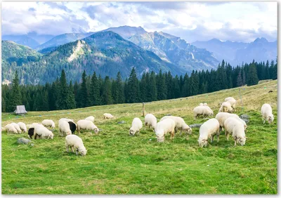 Produktbild von Tulup® Glas-Bild - 100 x 70 - Wandbild aus Glas - Wandkunst - Wandbild hinter gehärtetem Sicherheitsglas - Landschaften - Schafe Berge Tatra - Grün