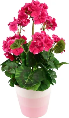Produktbild von Rosa Geranie im Keramiktopf 40×25 cm