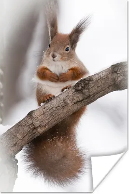 Produktbild von MuchoWow® Poster Eichhörnchen - Baum - Schneeflocke - Winter 40x60 cm - Plakate für die Wand - Poster Babyzimmer