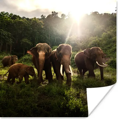 Produktbild von MuchoWow® Poster Wald - Elefanten - Licht 100x100 cm - Babyzimmer