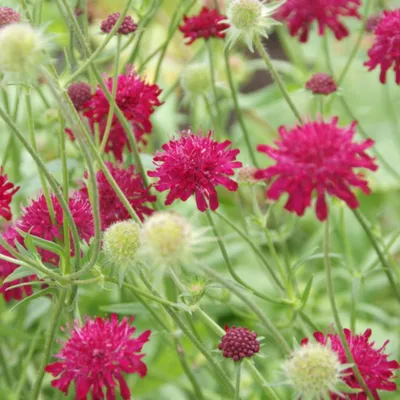 Produktbild von Knautia macedonica – 60 Pflanzen – Ø9cm – Höhe 10-25cm – Winterharte Staude – Tiefrote Blütendolden – Bienen- & Schmetterlingsfreundlich für Beet & Präriegarten