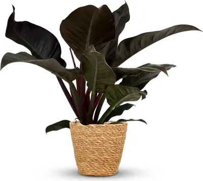 Produktbild von Philodendron Imperial Red Baumfreund 60cm – Zimmerpflanze mit roten Blättern im Korb Ø19cm – glänzendes Laub rot bis dunkelgrün