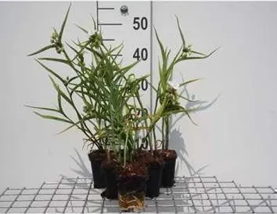 Immagine prodotto di 6 x Tradescantia (a) 'Innocence' - Tradescantia - Vaso 9 x 9 cm