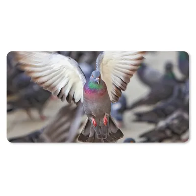 Produktbild von MuchoWow® Schreibtischunterlage Nahaufnahme einer fliegenden Taube 80x40 cm - XXL Mauspad - Gaming Mauspad