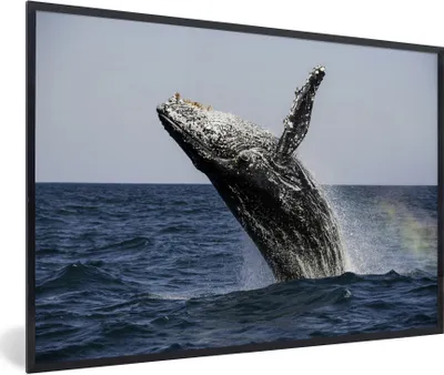 Produktbild von MuchoWow® Gerahmtes Poster Ein Buckelwal springt aus dem Wasser 90x60 cm - Poster mit Schwarzem Bilderrahmen Wandposter Rahmen Foto Bilder - Fotorahmen - Foto-Plakat