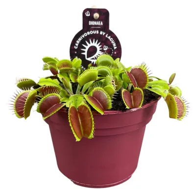 Produktbild von Dionaea Muscipula - 12cm - Ø12cm - Zimmerpflanze - Immergrün