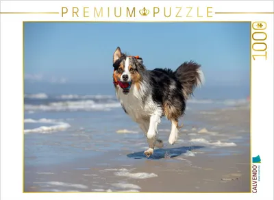 Produktbild von CALVENDO Puzzle Australian Shepherd hat Spaß am Strand | 1000 Teile Lege-Größe 64x48cm Foto-Puzzle für glückliche Stunden