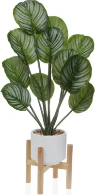 Image de Plante décorative Versa