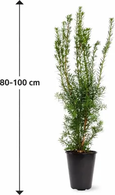 Produktbild von Säulen-Eibe Hicksii 80–100 cm – Taxus media ‘Hicksii’ wintergrüne Heckenpflanze, blickdicht, schnittverträglich, im Topf