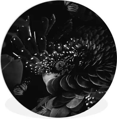 Produktbild von MuchoWow® Rundes Wandbild - Runde Bilder Porträt eines Kakadus umgeben von Schmetterlingen - schwarz und weiß Ø 30 cm Kreis Wanddekoration Kunststoff - Wandkreis - Wandschmuck - Schlafzimmer - Bilder - Der Kreis - Kunst für die Wohnung - Plastik - Kunstdruck - Wandbild