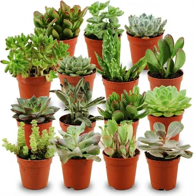 Image de Assortiment de mini-succulentes - 15 pièces - Ø 5,5 cm - Hauteur : 5-10 cm