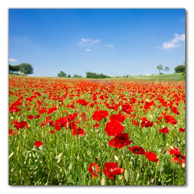Produktbild von Wallario selbstklebende Möbelfolie/ Tischdecke für Innen und Außen, Größe: 70 x 70 cm - Mohnblumenfeld- rote Blumen unter blauem Himmel