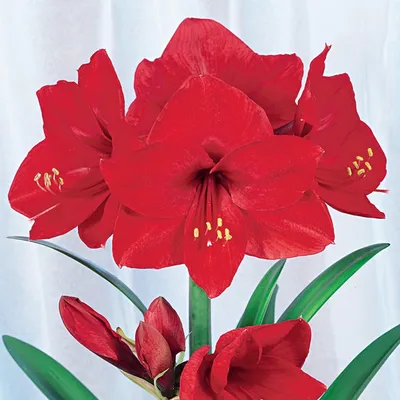 Image de Hippeastrum Bulbe de fleurs Amaryllis Red Lion 1 pc.