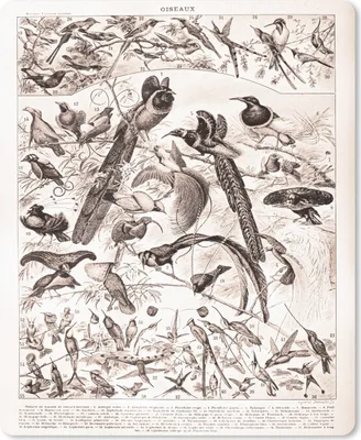 Produktbild von MuchoWow® Mauspad Mousepad Vogel - Natur - Schwarz - Weiß 30x40 cm - Mousepads - Maus Mat - Pad - Mausunterlage - Mausmatten