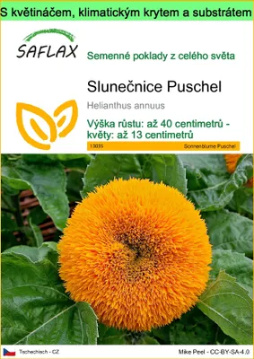 Obrázek produktu pro SAFLAX Garden to go - Slunečnice Puschel - Helianthus annuus - 40 Semena - S květináčem, klimatickou poklicí a pěstebním substrátem