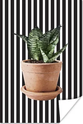 Produktbild von MuchoWow® Poster Pflanze - Blumentopf - Weiß - Schwarz 60x90 cm - Wanddekoration