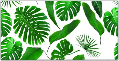 Produktbild von Coloray - Bild aus Glas - 120x60 cm - Küche wanddekoration Dekoration wohnzimmer gehärtetes Glas glasblock mit bild - Blumenblatt