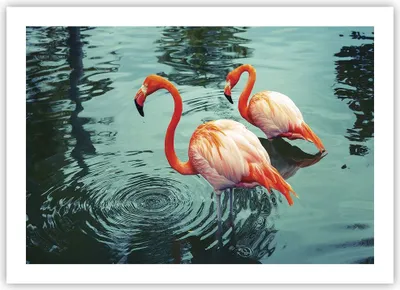 Produktbild von Poster - Poster ohne Rahmen - Rosa Flamingos Wasser - 70x50 cm - Wand Bild - Wanddeko - Wandbilder - Kunstposter - Wandposter - Bilder - Kunstdruck - Wanddekoration - Wandbild - P2XAA70x50-4203