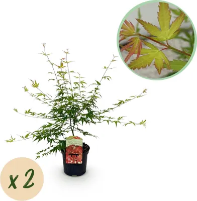 Immagine prodotto di Acero giapponese Acer palmatum 'Pink Dwarf' 2 piante, altezza 70cm, diametro