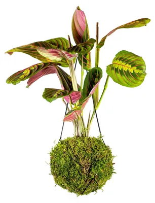 Produktbild von Gardners Kokedama Marantha leuconeura "Fascinator" (L)