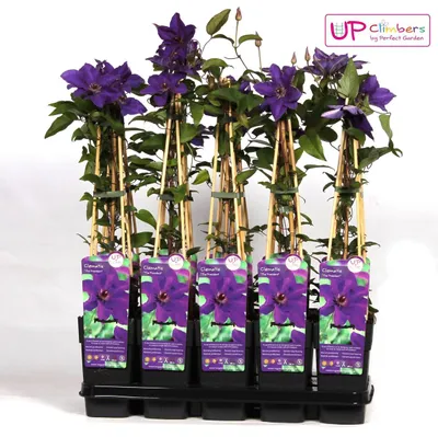 Image de Clematis The President - Clematis Purple