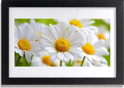 Produktbild von Bild 30x20 MDF-Rahmen Wandkunst Natur Gänseblümchen Pflanze
