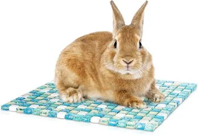 Produktbild von Sommerkühlbox für Hamster und Kaninchen (30 x 30CM)