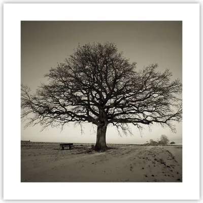 Produktbild von Poster - Poster ohne Rahmen - Baum Schnee Sepia - 40x40 cm - Wand Bild - Wanddeko - Wandbilder - Kunstposter - Wandposter - Bilder - Kunstdruck - Wanddekoration - Wandbild - P2XAC40x40-4161