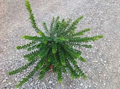 Produktbild von Myrtus comm. 'Tarentina' ( 'nana') - Myrte 30- 40 cm - Container