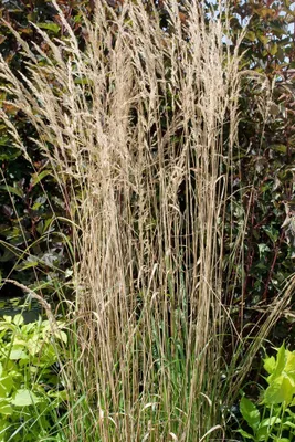 Produktbild von Calamagrostis x acutiflora 'Overdam', Ziergras, ca. 9x9 cm Topf
