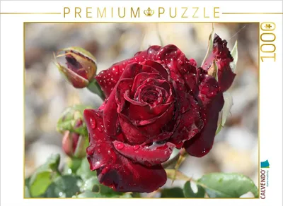 Produktbild von CALVENDO Puzzle Zauberhafte Rosen | 1000 Teile Lege-Größe 64x48cm Foto-Puzzle für glückliche Stunden