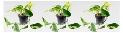 Produktbild von 3er-Set Efeututen - Höhe ca. 15 cm, Topf-Ø 12 cm