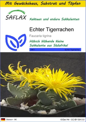 Produktbild von SAFLAX Anzucht Set - Echter Tigerrachen - Faucaria tigrina - 40 Samen - Mit Mini-Gewächshaus, Anzuchtsubstrat und 2 Töpfen