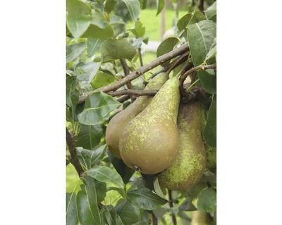 Obrázek produktu pro Hrušeň podzimní na špalíruFloraSelf'Conférence' Pyrus communis 80-100 cm květináč 5 l