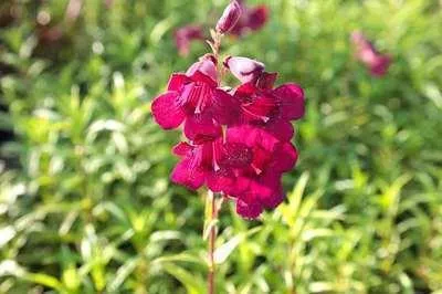 Produktbild von 6 x  Penstemon hybr. 'Rich Ruby' - Bartfaden - Topf 9 x 9 cm