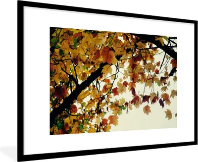 Produktbild von MuchoWow® Gerahmtes Poster Bäume - Herbstblätter - Natur 90x60 cm - Poster mit Schwarzem Bilderrahmen Wandposter Rahmen Foto Bilder - Wanddekoration - Fotos