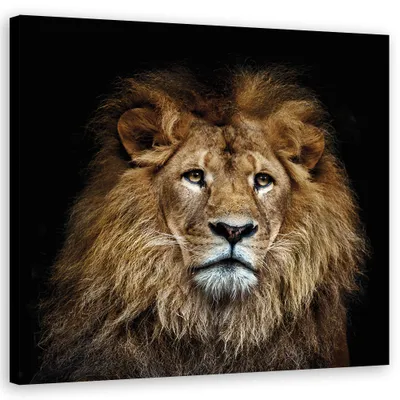 Produktbild von Leinwandbild Tiere Löwe Natur 60x60 Feeby Beige bild für die wand bereit zum aufhängen