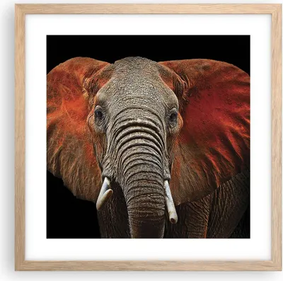 Produktbild von Gerahmtes Poster - Rahmen in heller Eiche - Elefant Rot Ohren - 40x40 cm - Wand Bild - Wanddeko - Wandbilder - Wandposter - Bilderrahmen - Bilder - Kunstdruck - Wandbild - P2NAC40x40-4237