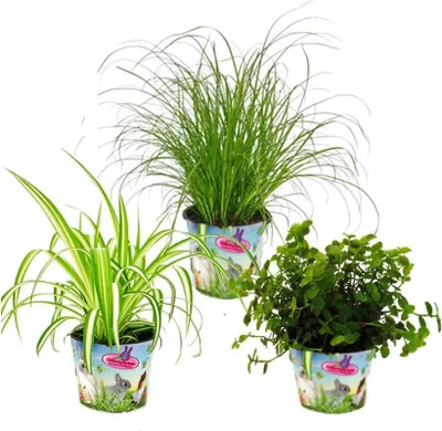 Zdjęcie produktu dla Trio roslin domowych "karma dla zwierzat" - zestaw z 3 róznymi roslinami spozywczymi - golliwoga - trawa dla kotów - zielona lilia