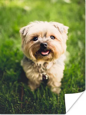 Produktbild von MuchoWow® Poster Hund - Gras - Klein 120x160 cm - Wandbilder