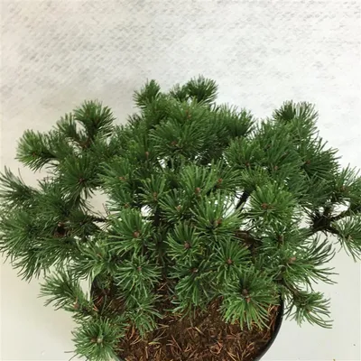 Immagine prodotto di Pinus mugo 'Corley's Mat' - Pino mugo | 25-30 cm in vaso