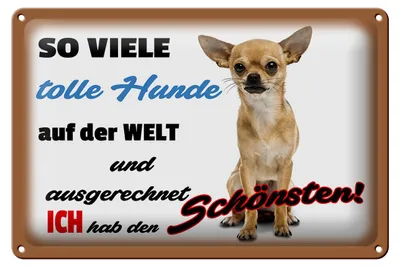 Produktbild von Blechschild Spruch 30x20cm ich hab den schönsten Hund