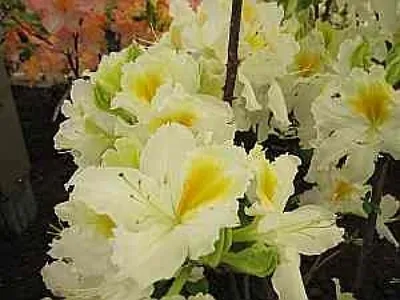 Produktbild von Rhododendron luteum Bianca - Azalee Bianca 25-30cm