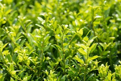 Produktbild von Ilex crenata 'Twiggy', Japanische Stechpalme, 30–40 cm