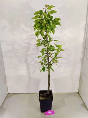 Obrázok produktu pre Pyrus communis 'Lisanne', stĺpovitá hruška, výška 100 cm, 5-litrový kvetináč